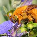 A male Valley carpenter bee, Xylocopa varipuncta. (Photo by Kathy Keatley Garvey)