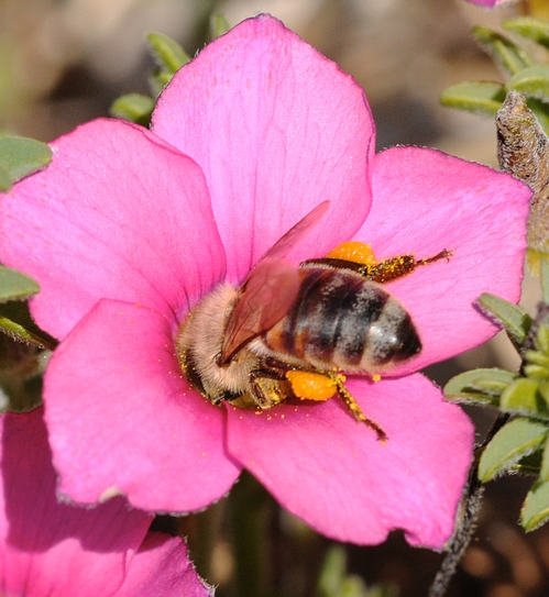 BOTTOMS UP--This honey bee found this pink oxalis (Oxalis herta) to her liking at the UC Berkeley Botanical Garden. She has to stretch to reach the nectar. (Photo by Kathy Keatley Garvey)