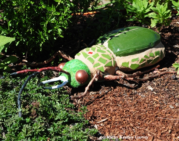 This bug will greet you in the UC Davis Arboretum Teaching Nursery. (Photo by Kathy Keatley Garvey)