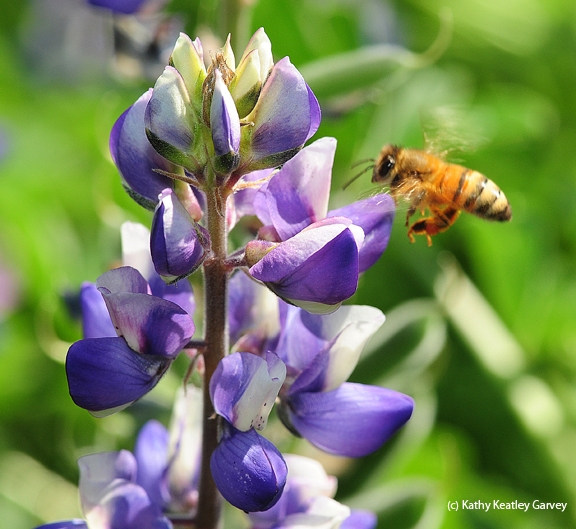 A honey bee heads for lupine. (Photo by Kathy Keatley Garvey)