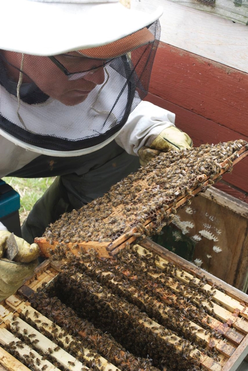 CLOSE-UP of Andrew Tyzack of East Riding, Yorkshire, UK, tending his bees. He is a beekeeper, an artist and the founder of the Web site, Bees in Art (http://www.beesinart.com), considered the world's first art gallery devoted to bees.