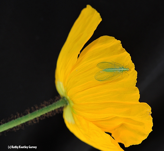 A green lacewing lands on an Iceland poppy. (Photo by Kathy Keatley Garvey)
