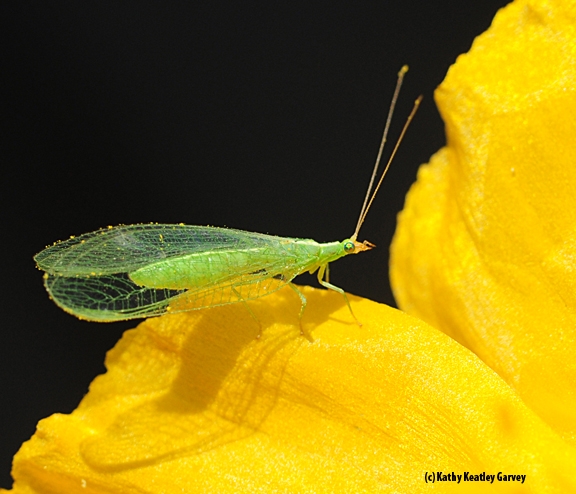 This lacewing was checking its surroundings. (Photo by Kathy Keatley Garvey)