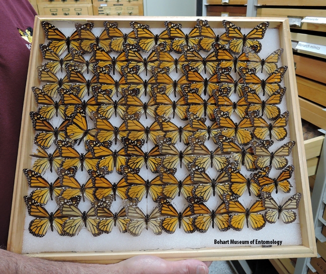 If you haven't seen a single monarch yet this year, you'll see plenty of them at the Bohart Museum of Entomology. (Photo by Kathy Keatley Garvey)