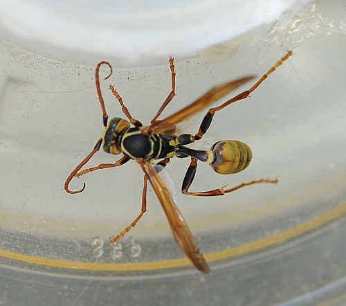 WASP WAIST of a male Mischocyttarus flavitarsis, aka yellow-legged wasp. Note the wings moving; he is crawling inside a jar. (Photo by Kathy Keatley Garvey)