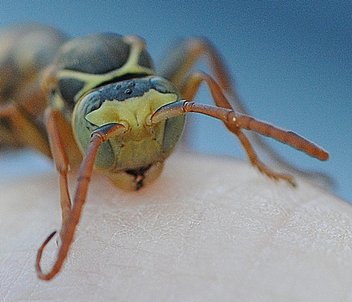 MALE yellow-legged wasp moves toward the  photographer. (Photo by Kathy Keatley Garvey)
