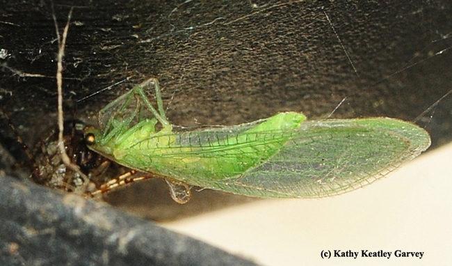If you look closely, this green lacewing that fluttered onto a porch light fixture, is not alone. (Photo by Kathy Keatley Garvey)