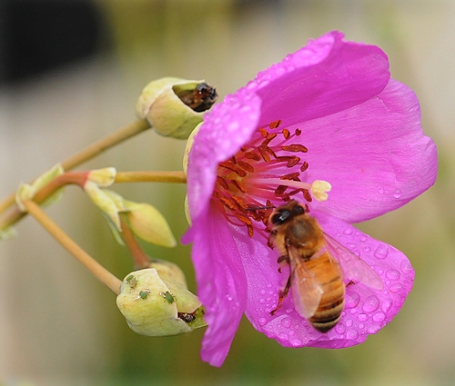 Aphids and Honey Bee