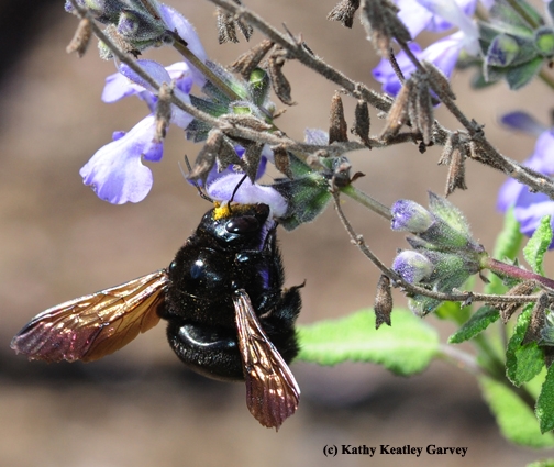 A female Valley carpenter bee, Xylocopa varipuncta, forages on grape-scented sage, Salvia melissodora. Note the 