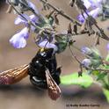 A female Valley carpenter bee, Xylocopa varipuncta, forages on grape-scented sage, Salvia melissodora. Note the 
