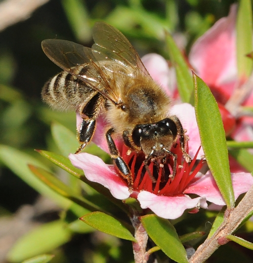 CLOSE-UP of a honey bee nectaring a Leptospermum scoparium keatleyi, or 