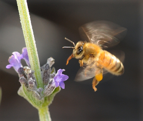 WINGS WHIRLING like helicopter blades, a golden honey bee, tongue extended, heads for the lavender. (Photo by Kathy Keatley Garvey)