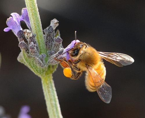 WITH HER golden pollen glittering in the sun, the Italian bee nectars the lavender. (Photo by Kathy Keatley Garvey)