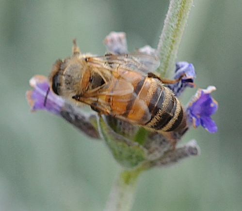 THIS HONEY BEE appears to be resting, but she's  not. She has work to do. (Photo by Kathy Keatley Garvey)