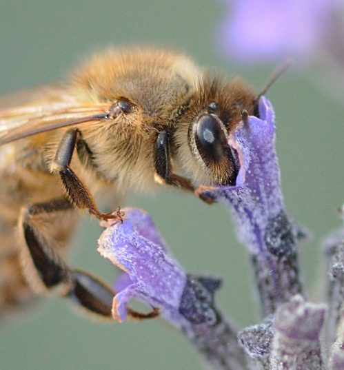 COMPOUND EYES of the honey bee are comprised of hundreds of single eyes (ommatidia). (Photo by Kathy Keatley Garvey)