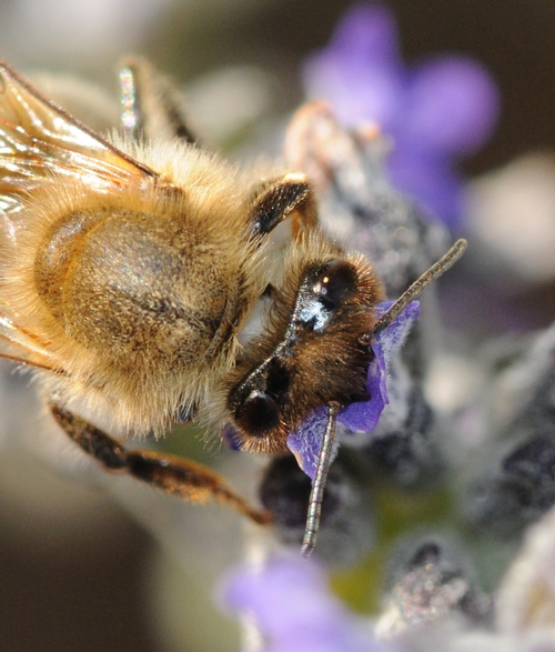 HONEY BEE has excellent eyesight and can distinguish colors, although it can't see red. This bee is nectaring lavender. (Photo by Kathy Keatley Garvey)