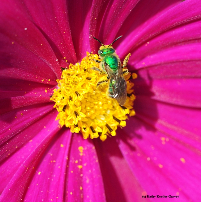 Close-up view of a female ultra green sweat bee, Agapostemon texanus, on Cosmos. (Photo by Kathy Keatley Garvey)