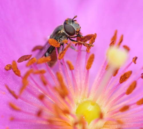 HOVER FLY, aka flower fly, nectars the rock purslane. The insect is from the family Syrphidae, and probably genus Platycheirus, according to native pollinator specialist Robbin Thorp, emeritus professor of entomology at UC Davis. (Photo by Kathy Keatley Garvey)