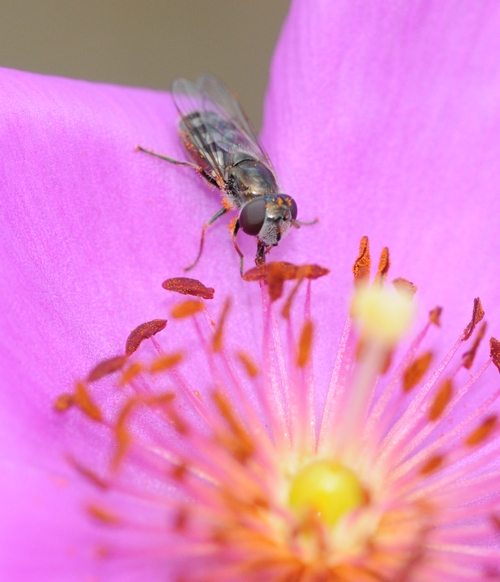 THIS hover fly, aka flower fly, reaches for more nectar from the rock purslane. (Photo by Kathy Keatley Garvey)
