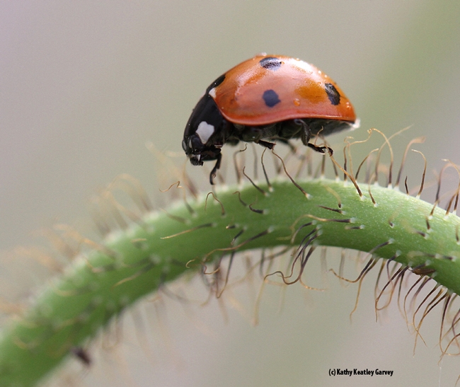 A lady beetle crawls on an Iceland poppy stem. (Photo by Kathy Keatley Garvey)