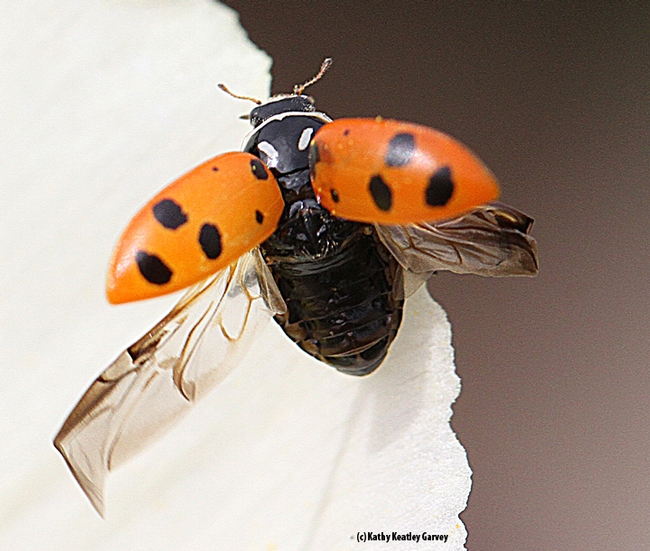 A sight not commonly seen: a lady beetle about to take flight. (Photo by Kathy Keatley Garvey)