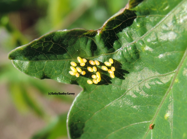 A cluster of 24 eggs that a lady beetle deposited on a Passiflora leaf. (Photo by Kathy Keatley Garvey)