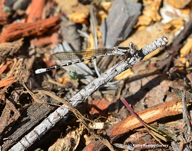 This female damselfly, Argia vivida, can barely be distinguished from the twig she's resting on. (Photo by Kathy Keatley Garvey)