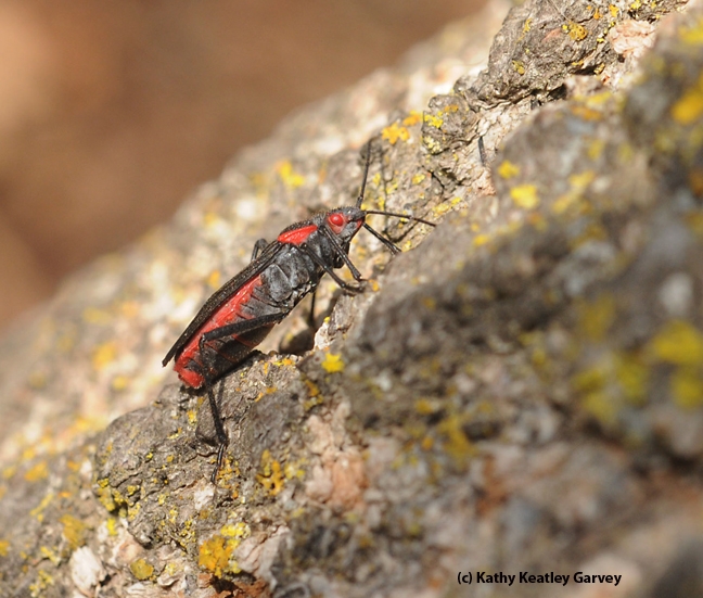 A lone soapberry bug searching for a mate in the UC Davis Arboretum, off Garrod Drive. (Photo by Kathy Keatley Garvey)
