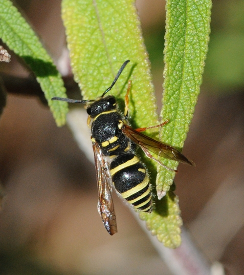 FEMALE mason wasp, family Eumenidae, is a solitary wasp that lives in pre-existing cavities and makes mud partitions between its brood cells.  This one is possibly in the genus Ancistrocerus or maybe Euodynerus, says Robbin Thorp, emeritus professor of entomology at UC Davis.  (Photo by Kathy Keatley Garvey)