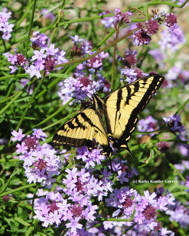 A Western Tiger Swallowtail (Papilio rutulus) spreads its wings on a Verbena patch. (Photo by Kathy Keatley Garvey)
