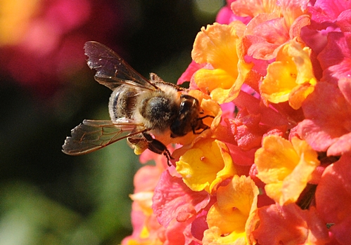 RAGGED WINGS of a honey bee. She is nectaring lantana. (Photo by Kathy Keatley Garvey)