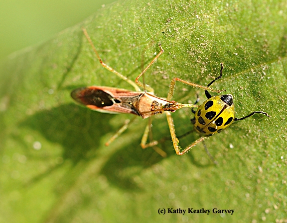 An assassin bug, a beneficial insect, targeting a pest, a spotted cucumber beetle. (Photo by Kathy Keatley Garvey)