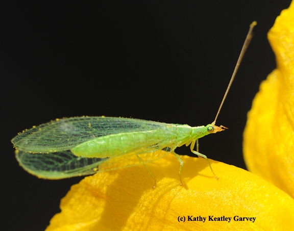 A green lacewing looking for love. Photo by Kathy Keatley Garvey)