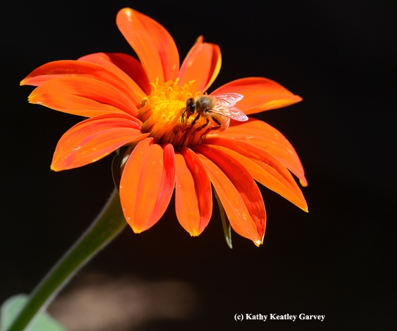 The Mexican sunflower (Tithonia) is a drought-tolerant annual. (Photo by Kathy Keatley Garvey)