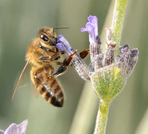 HONEY BEE gathering nectar inside lavender blossom. (Photo by Kathy Keatley Garvey)