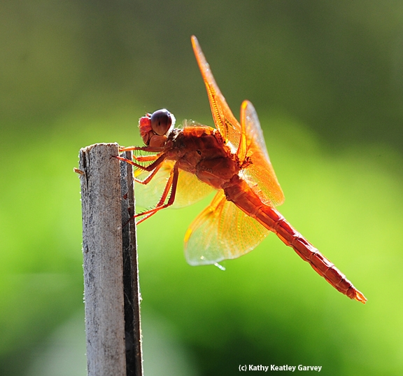 The flameskimmer or firecracker skimmer (Libellula saturata) perches on a bamboo stake. (Photo by Kathy Keatley Garvey)