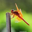 The flameskimmer or firecracker skimmer (Libellula saturata) perches on a bamboo stake. (Photo by Kathy Keatley Garvey)