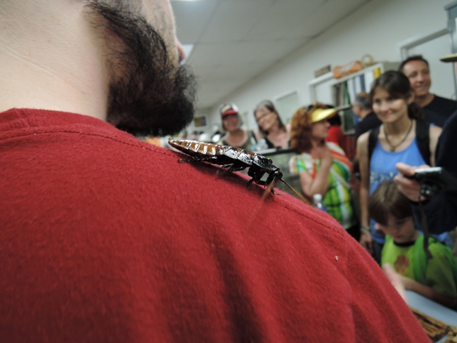 A Madagascar hissing cockroach rides the shoulder of Wade Spencer, entomology major at UC Davis. (Photo by Kathy Keatley Garvey)