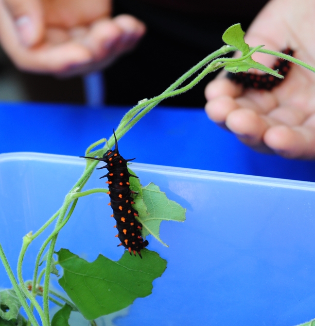 The Pipevine Swallowtail caterpillar is black with red spines. This one was displayed at the UC Davis Picnic Day. (Photo by Kathy Keatley Garvey)
