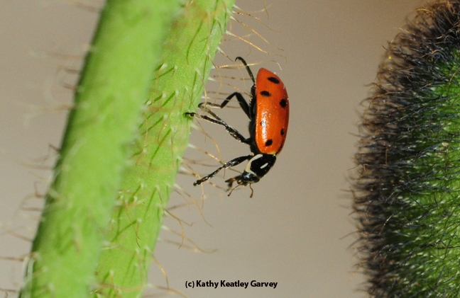 Which way is up? Which way is down? A rescued lady beetle exploring its surroundings. (Photo by Kathy Keatley Garvey)