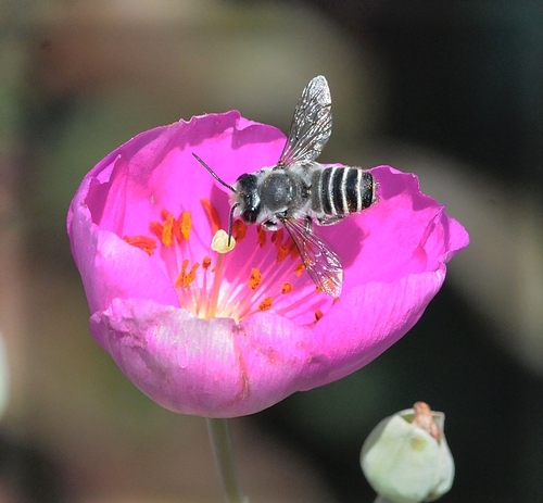 THIS is a male leafcutting bee, Megachile sp., as identified by native pollinator specialist Robbin Thorp, emeritus professor of entomology at UC Davis. It is nectaring rock purslane, which has a poppylike blossom. (Photo by Kathy Keatley Garvey)