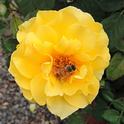 A honey bee foraging on a yellow rose purchased at the 2014 UC Davis Rose Days. (Photo by Kathy Keatley Garvey)