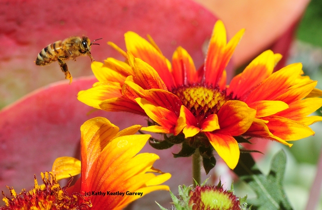 A honey bee heading for the blanket flower, Gaillardia. (Photo by Kathy Keatley Garvey)