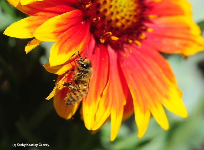 Honey bee foraging on a blanket flower, Gaillardia. (Photo by Kathy Keatley Garvey)