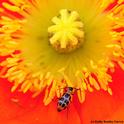A spotted cucumber beetle foraging on Iceland poppy. (Photo by Kathy Keatley Garvey)