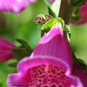A honey bee looking for a hole drilled by a carpenter bee in the corolla of a foxglove. (Photo by Kathy Keatley Garvey)