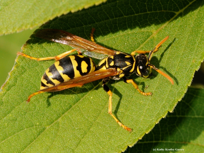 European paper wasp, Polistes dominula. (Photo by Kathy Keatley Garvey)