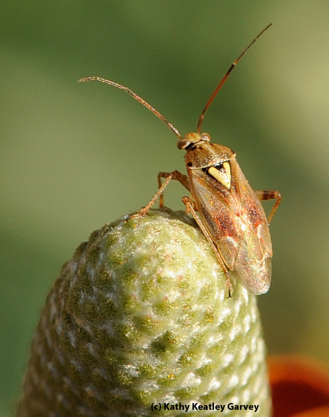 A lygus bug, one of many agricultural pests. (Photo by Kathy Keatley Garvey)