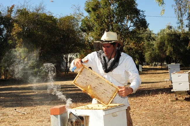 Staff research associate/beekeeper Billy Synk tending the hives at the Harry H. Laidlaw Jr. Honey Bee Research Facility, UC Davis. (Photo by Kathy Keatley Garvey)