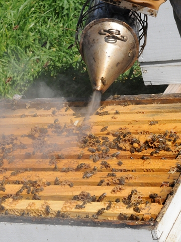 Smoking the hive. (Photo by Kathy Keatley Garvey)